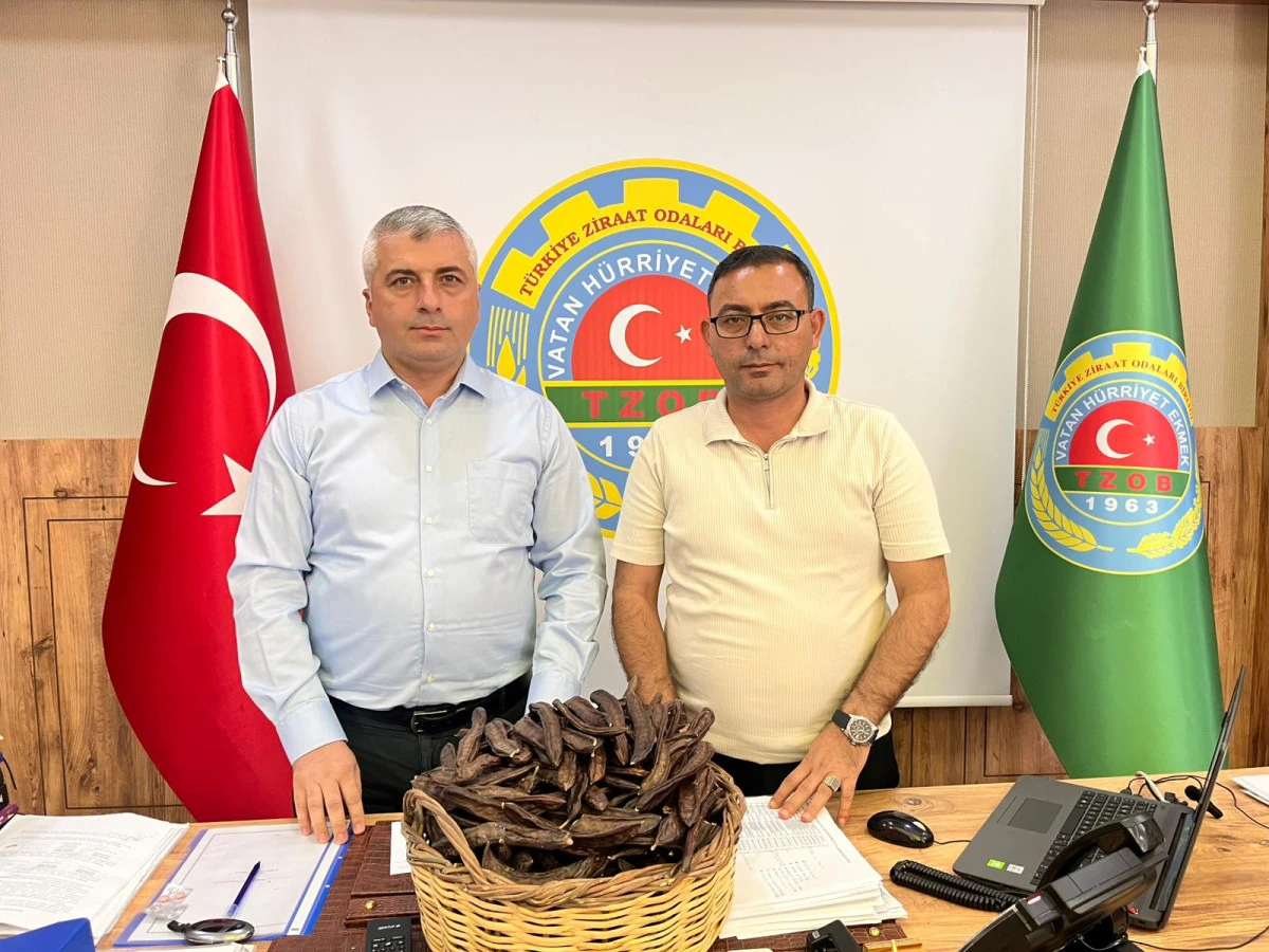 ALANYA KE&Ccedil;İBOYNUZUNDA YENİ SEZON FİYATI 75 TL OLARAK BELİRLENDİ