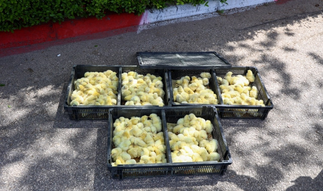 Zabıta 300 adet civcive el koydu 